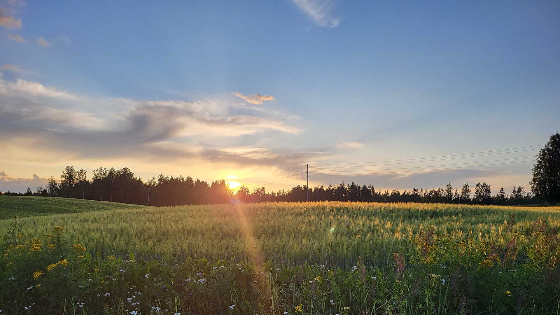 Kesäinen pelto Pohjois-Savossa. Aurinko laskee pellon takana olevan metsikön taakse. Pellolla kasvaa niittykukkia