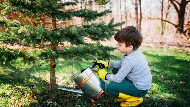Lapsi kastelee puuta