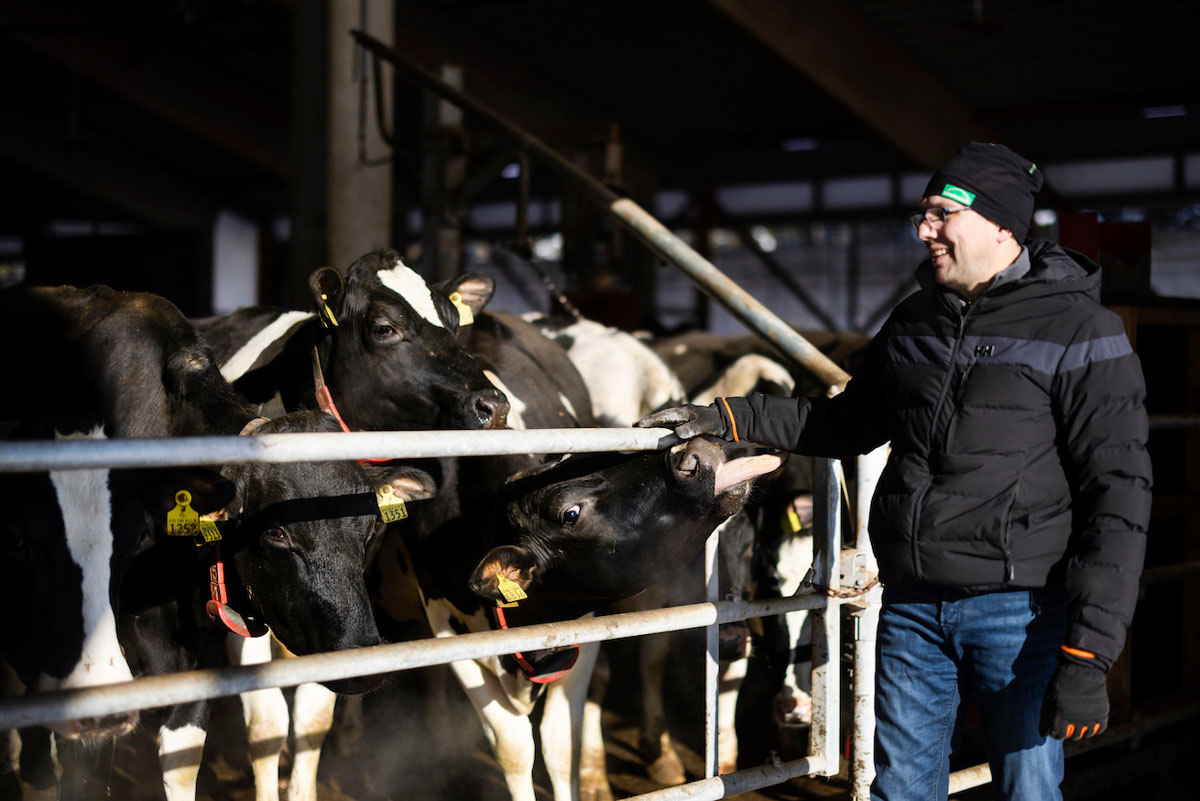 Farmikaasu Oy:n Timo Viinamäki ja maitotilan lehmät