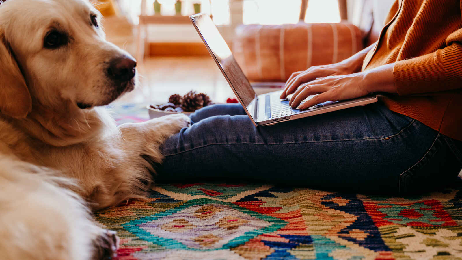 Kuvassa on koita ja yrittäjä, joka miettii mikä on usein kysyttyä yritysvakuutuksista.