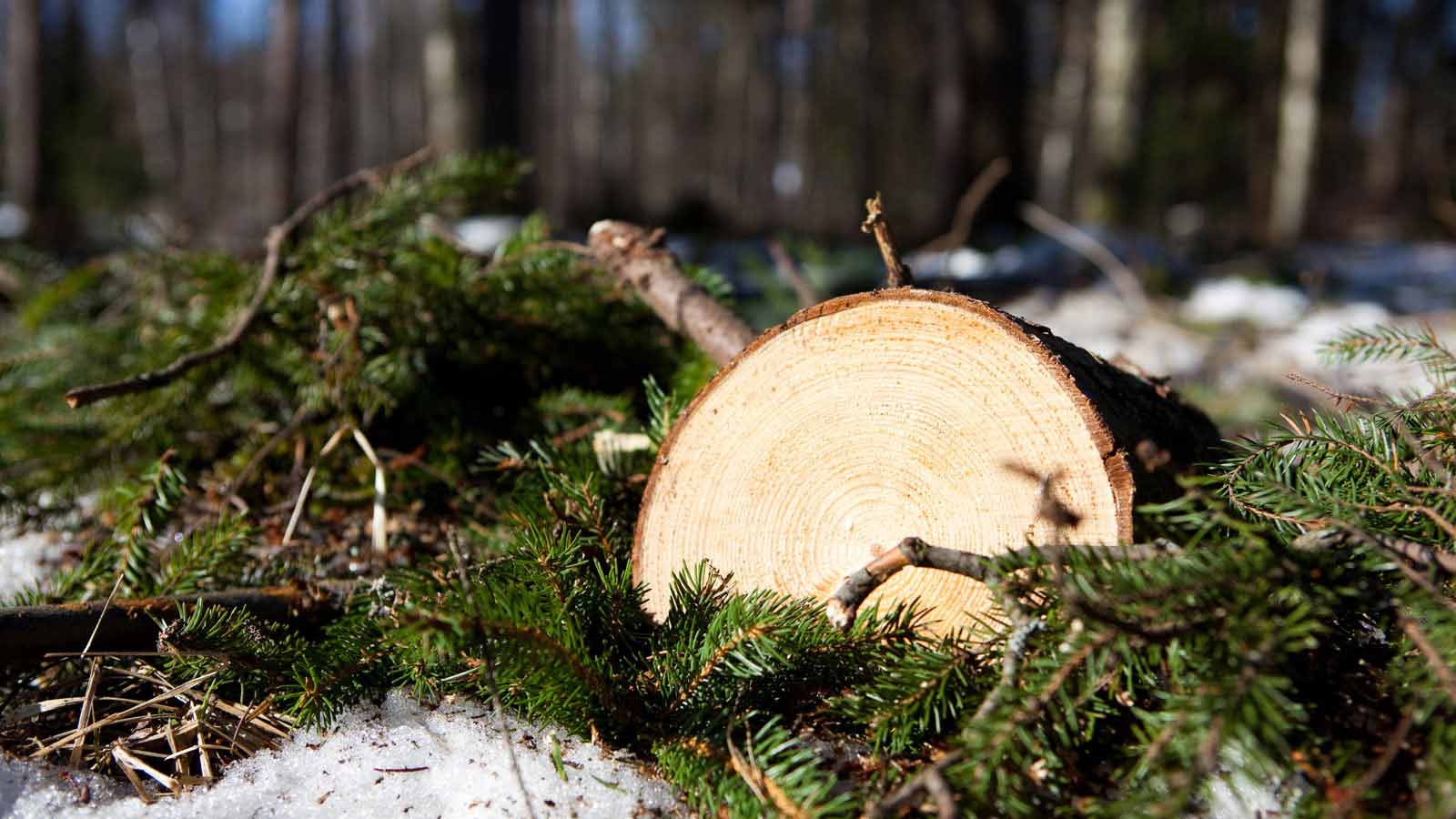 OPn Metsä kertoo metsäsi arvon