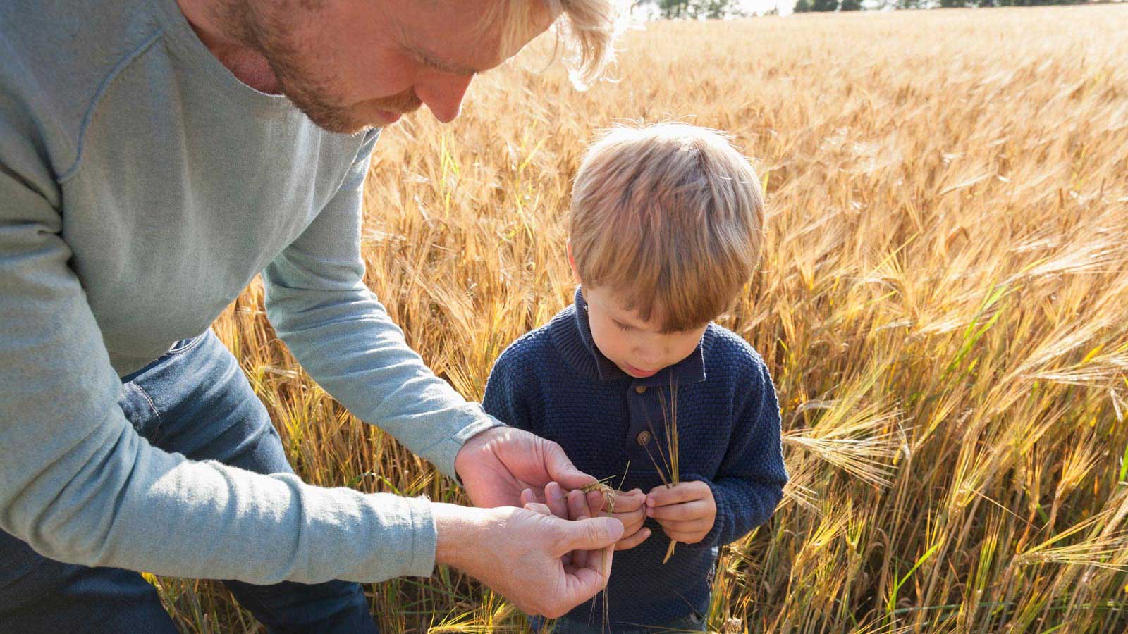 Mies ja lapsi ovat viljapellolla ja lapsi ihmettelee viljasatoa.