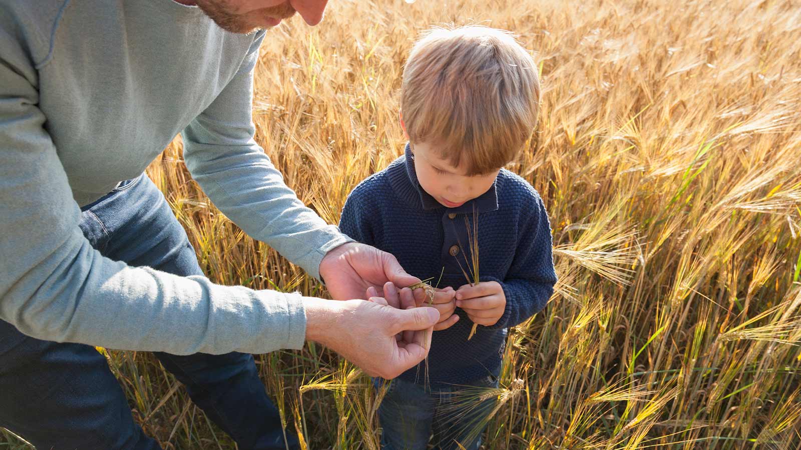 Kuvassa isä ja poika seisovat pellolla tutkimassa viljaa.