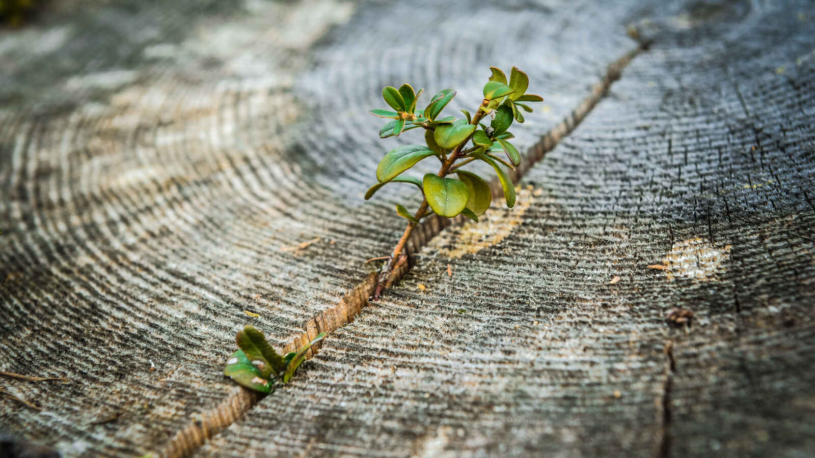 Puunkannosta kasvaa puolukanvarpu.