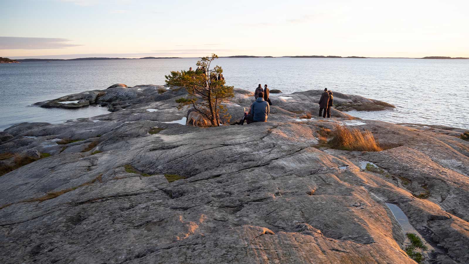 En grupp människor står och sitter på en klippig strand vid havet. Ett litet tallträd står i mitten.