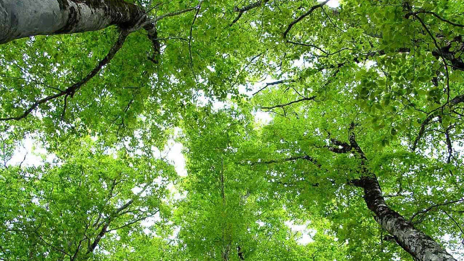 Aurinko pilkottaa koivun lehtien välistä.