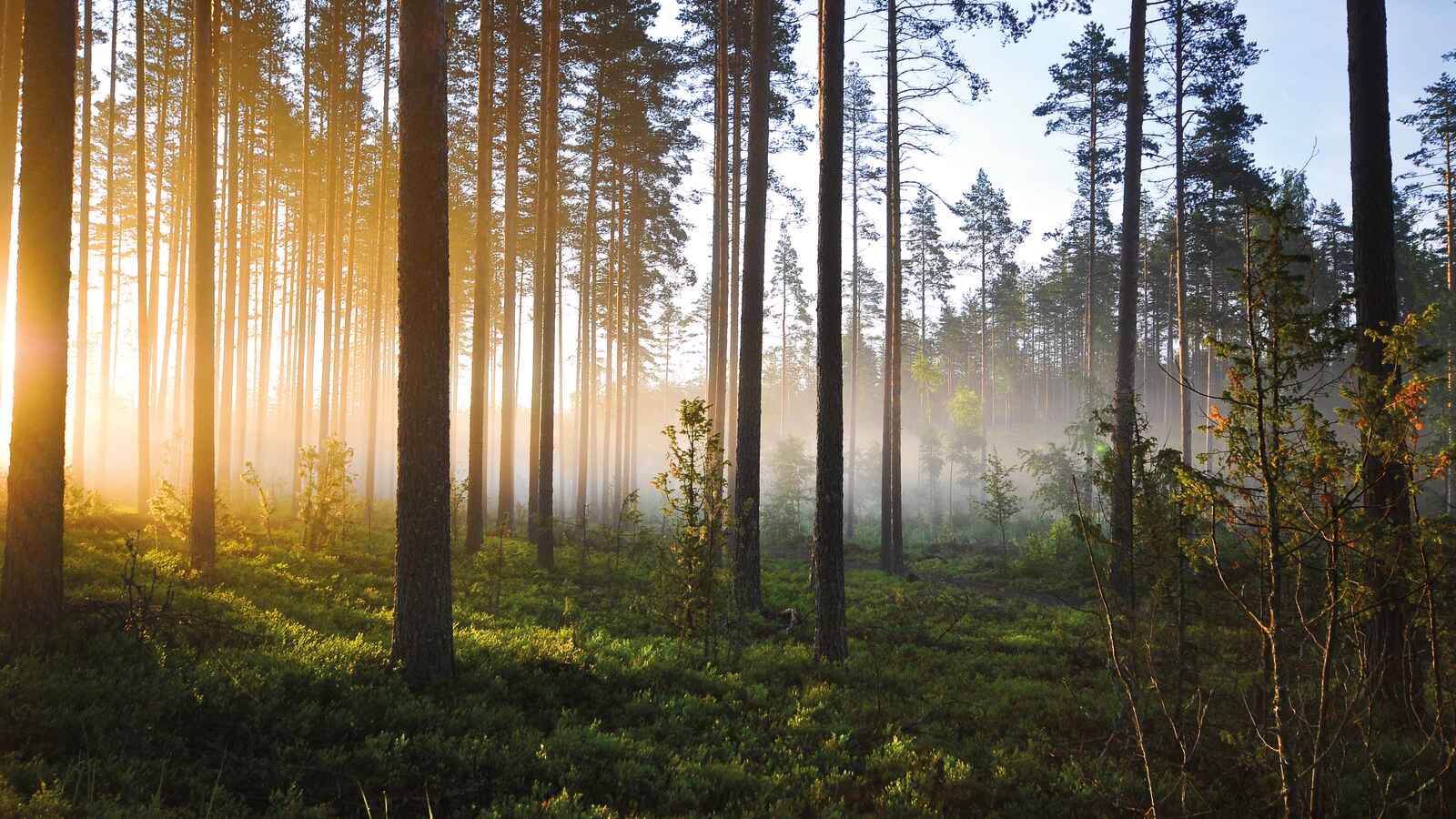 Utuinen kangasmetsä