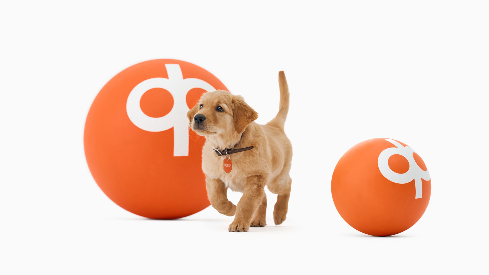 Valkoisella taustalla suuri oranssi pallo, jossa on valkoinen OP Pohjolan liikemerkki. Pallon edessä kävelee koira, kultaisennoutajan pentu. Sen vieressä näkyy hieman toista palloa pienempi oranssi pallo, jossa valkoinen liikemerkki. 