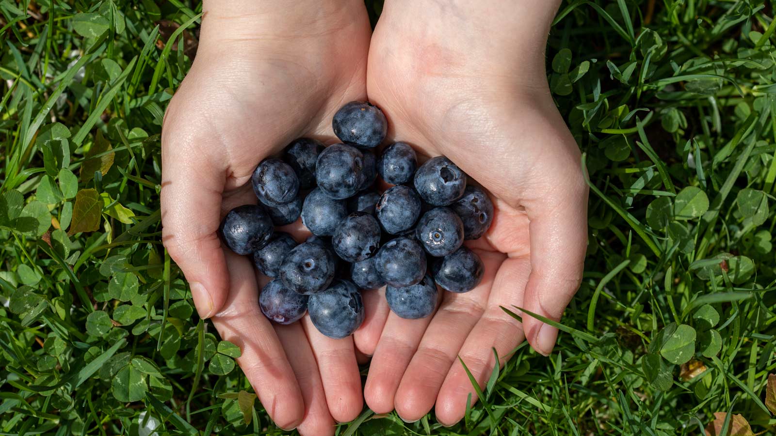 OP Ylä-Uusimaan avustukset
